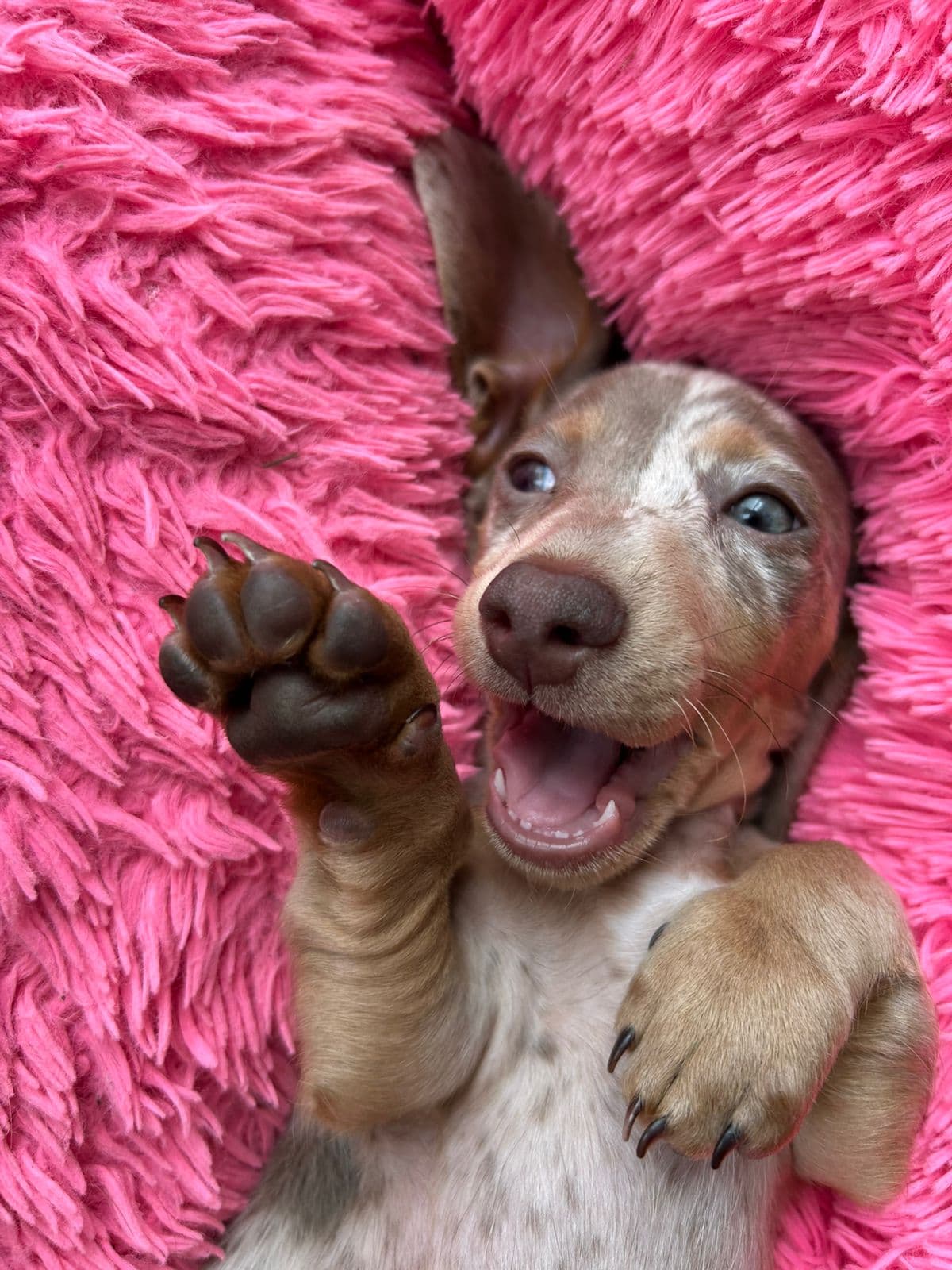 Jona — la perra teckel de Jona Pets